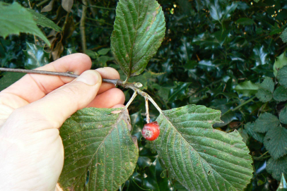 Sorbus aria-Common name Whitebeam is a native of chalk downland