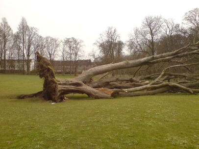 How deep do trees root?