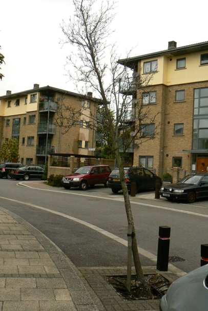 A poorly planted street tree does not enhance the environment