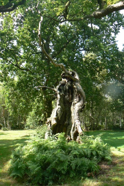 Veteran trees provide specialist and niche habitats for many species of flora and fauna