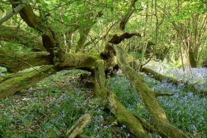 I fell in the ‘87’ storm but I’m still here