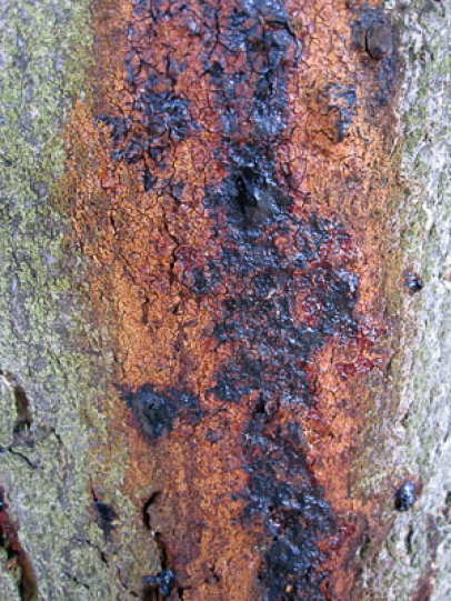 Chestnut bleeding canker