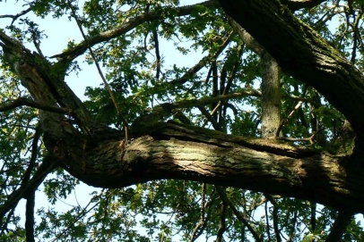 This type of fracture is known as a ‘Hazard Beam’. Potential bat roost?