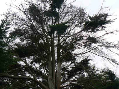 Monterey Cypress with Coryneum canker will soon need to be felled.