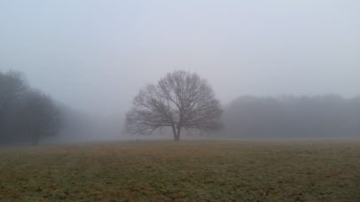 Oak in the mist, Kenley Common