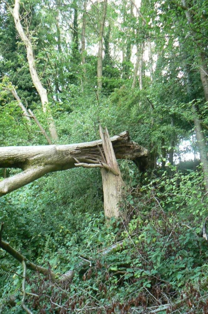 Structural failure leaves an interesting fracture