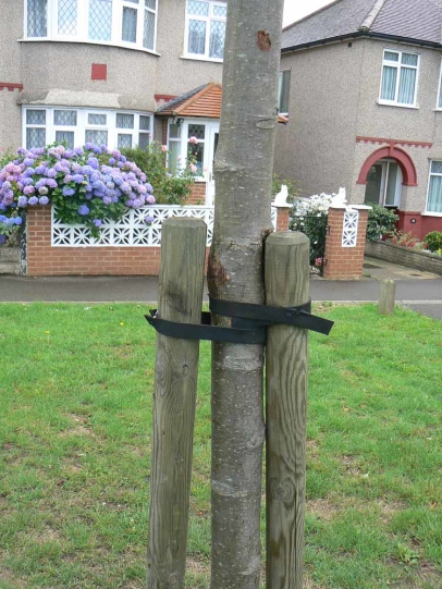 Poor aftercare of a recently planted tree.