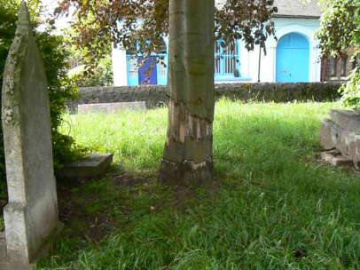 This vandalised Copper beech hung in there for five years before eventually dying