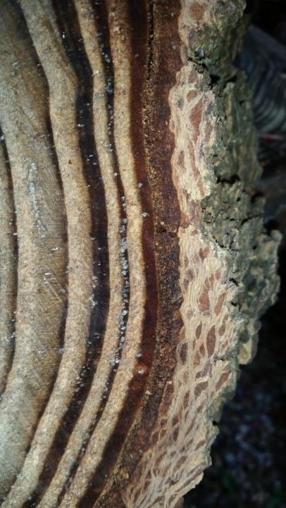 Douglas Fir outer rings and bark up close. This poor chap was too near a house.