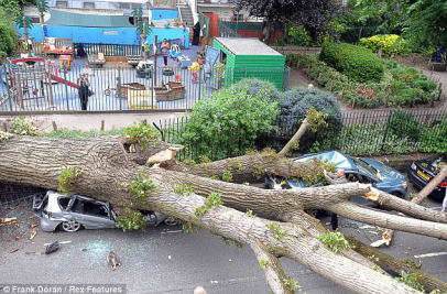 How deep do trees root?