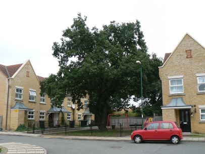 Mature tree integrated into a new landscape situation. Good or bad?