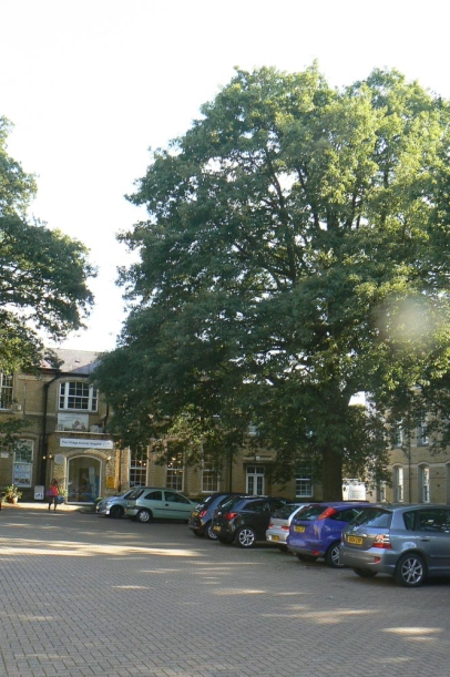 Mature trees soften the built form