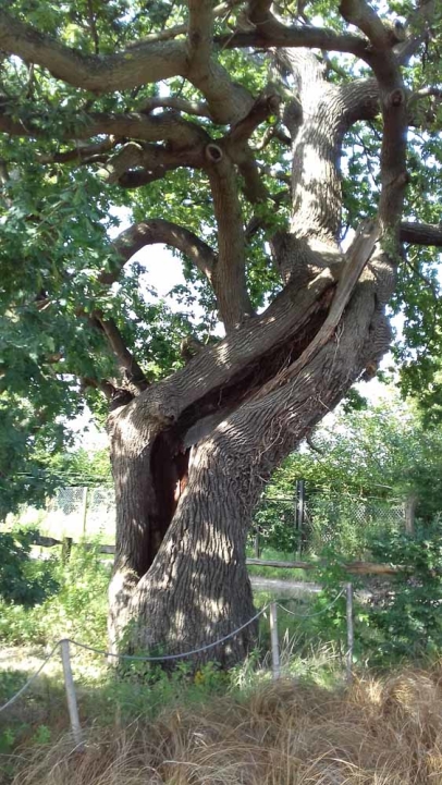 An old soldier with incredible habitat potential.
