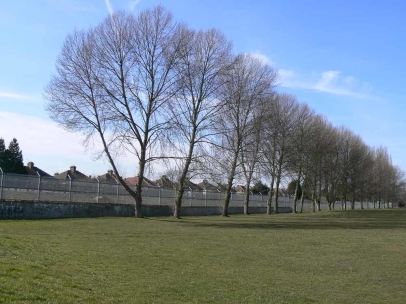 Large Poplars in a linear group provide a valuable wildlife corridor
