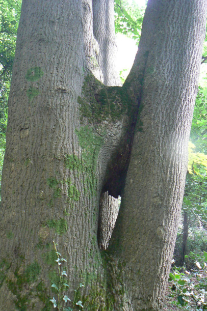Natural bracing on a grand scale