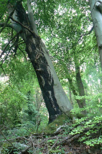 Beech bark disease