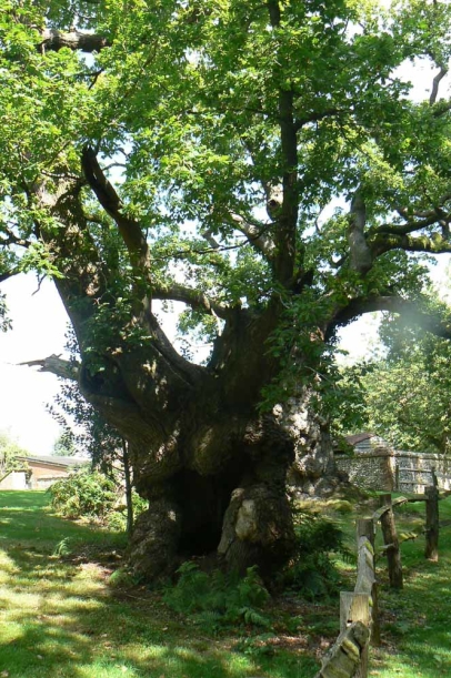 Ancient and veteran trees require specialist care and attention