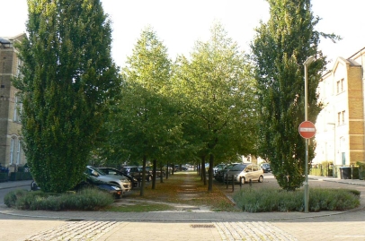 Carefully chosen fastigiate and standard trees create an attractive street scene