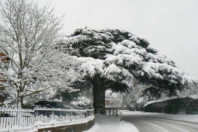 The Caterham Cedar at the heart of the community