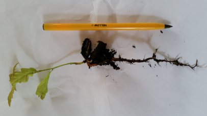The root/shoot ratio on a newly emergent Oak. Lots of stored energy!