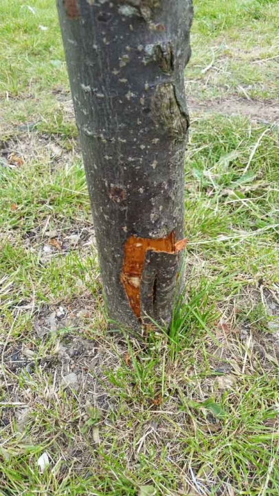 Needless strimmer damage to a parks tree? Grrrrr
