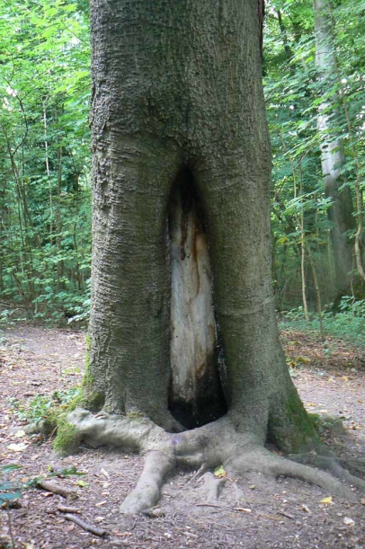 Wound opening at base of Beech but plenty of sound wood!