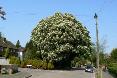 Mature Horse chestnut resplendent in bloom