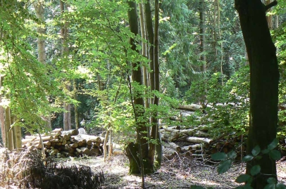 Woodland management in progress