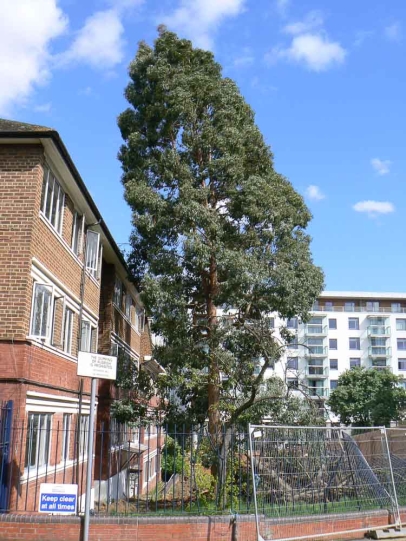 Maybe a bit too close. Eucalyptus are a fast-growing species