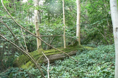A ‘harp’ or ‘Phoenix tree’ with stems rising from the fallen parent stem
