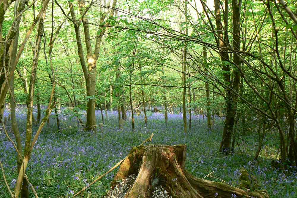 Natural  regeneration in an established Bluebell wood
