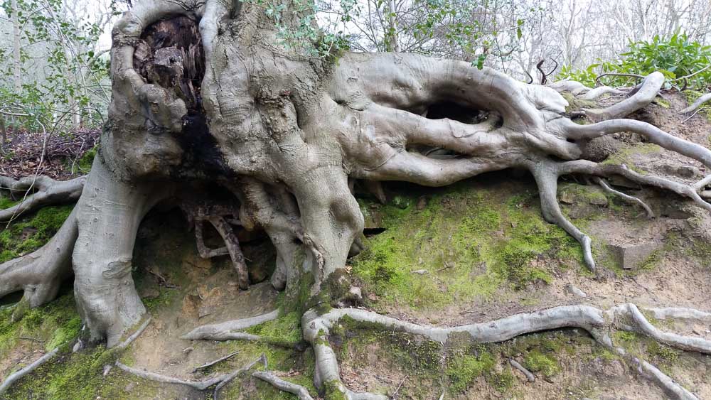 Wonderful root architecture on mature beech
