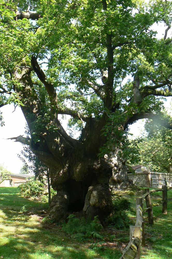 Ancient and veteran trees require specialist care and attention