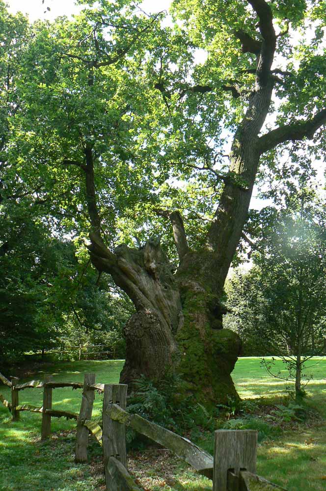 Veteran and ancient tree