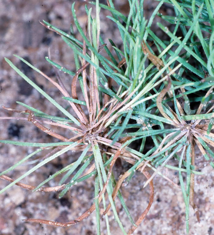 Pine needle rust